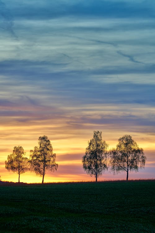 Free Three trees in a field at sunset Stock Photo
