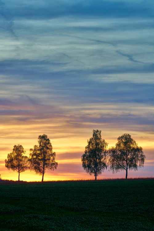 Free Scenic view of silhouetted trees against a vivid sunset sky in a serene countryside setting. Stock Photo