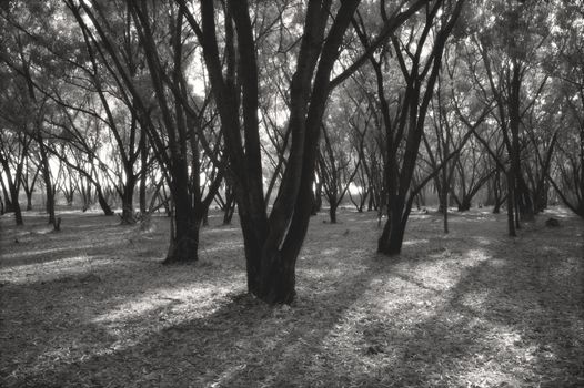Deep forest.