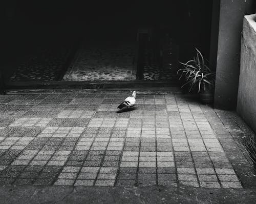 Foto profissional grátis de mínimo, pombo, solitário