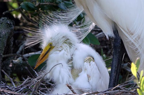 Imagine de stoc gratuită din cuib, egretă mare, faună sălbatică