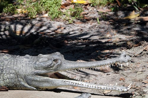 Imagine de stoc gratuită din aligator, cântare, crocodil