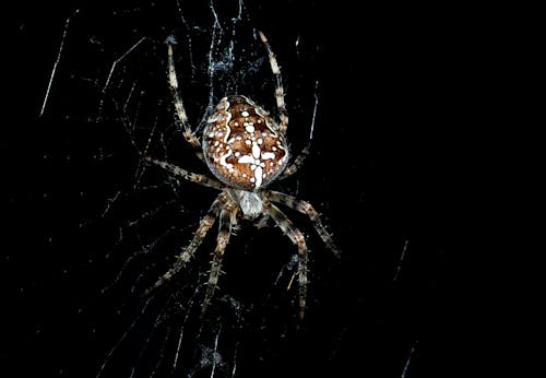 ağ, araneus diadematus, çapraz örümcek içeren Ücretsiz stok fotoğraf