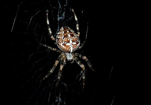 Free Detailed photo of an Araneus diadematus spider in its web against a black background. Stock Photo