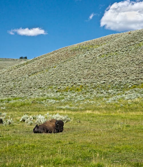 Free stock photo of american bison, bison, blue sky
