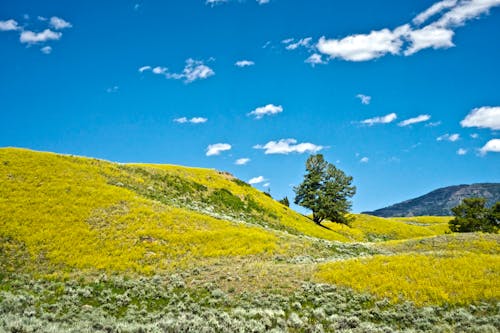 Free stock photo of blue sky, clouds, flower meadow