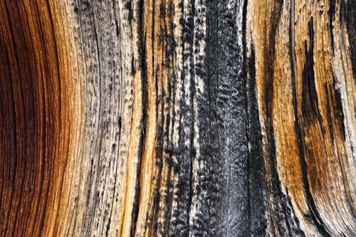 Free stock photo of background, burned tree, charred