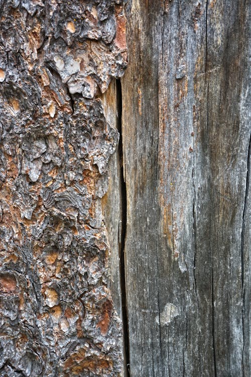 Fotos de stock gratuitas de árbol muerto, corteza, fondo