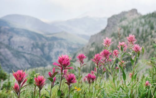 Free stock photo of distant mountains, flowers, green