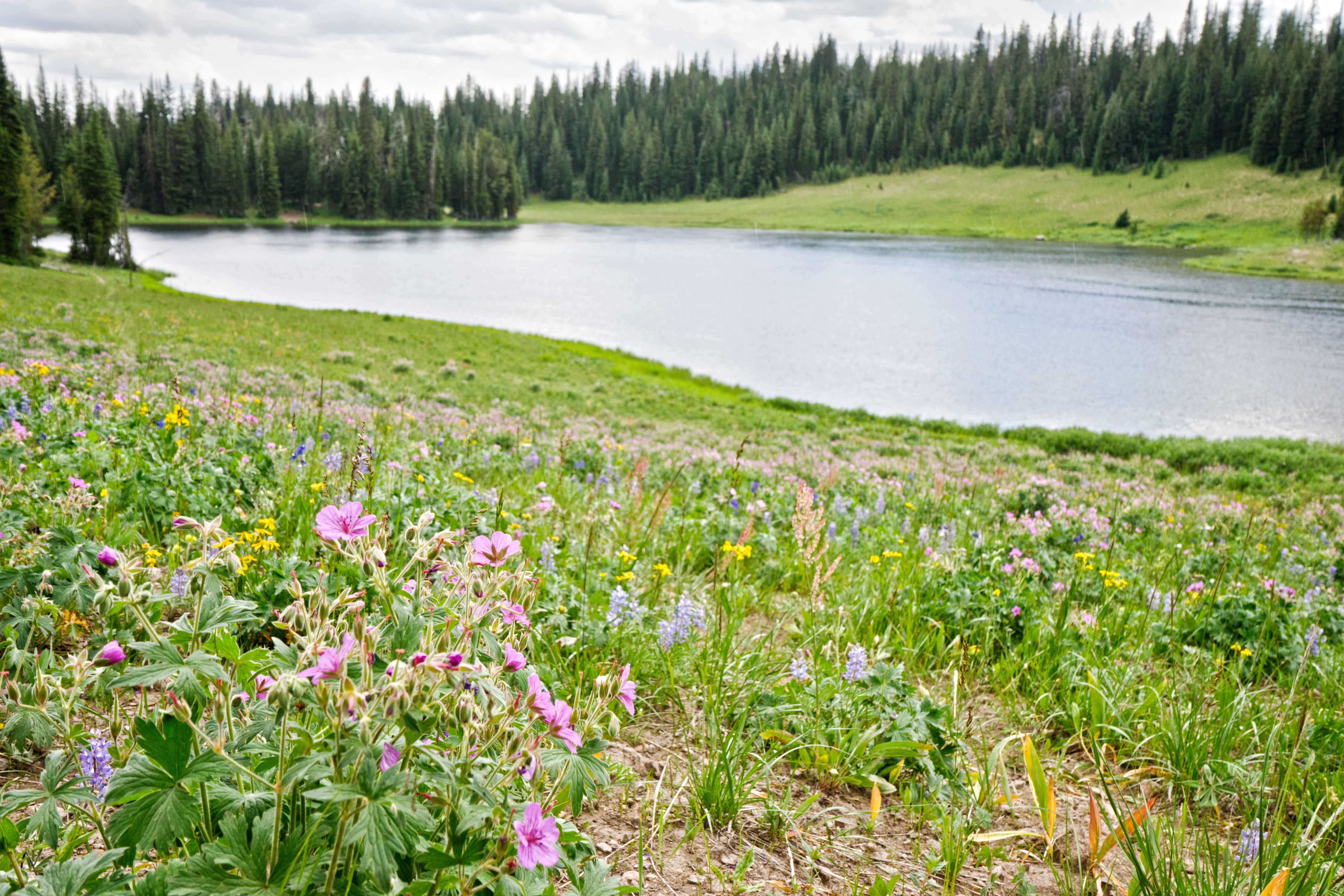 Beautiful wildflowers overlooking a serene lake in Yellowstone National Park, WY.