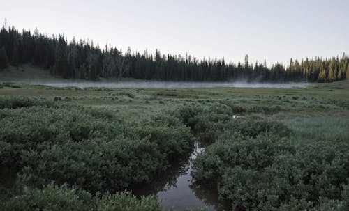 A stream in the middle of a field with fog