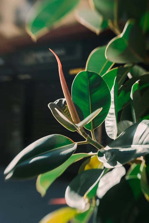 Free A close up of a plant with green leaves Stock Photo