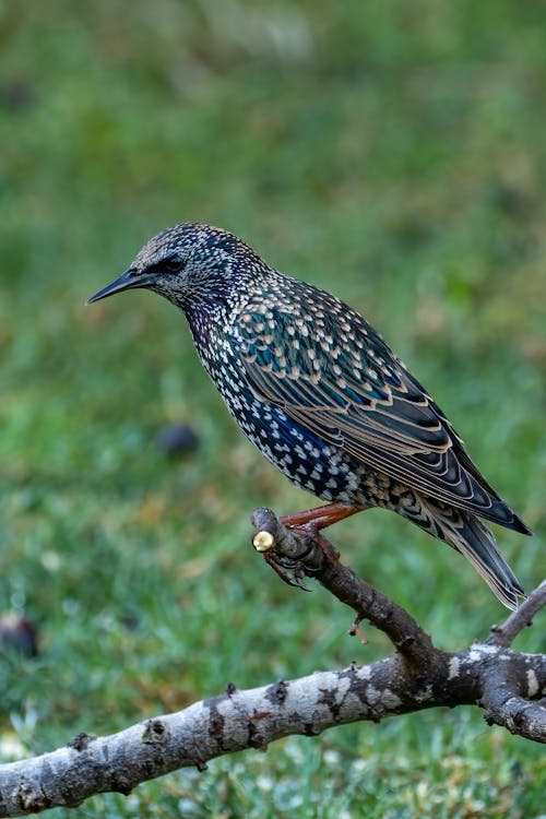 spotless starling