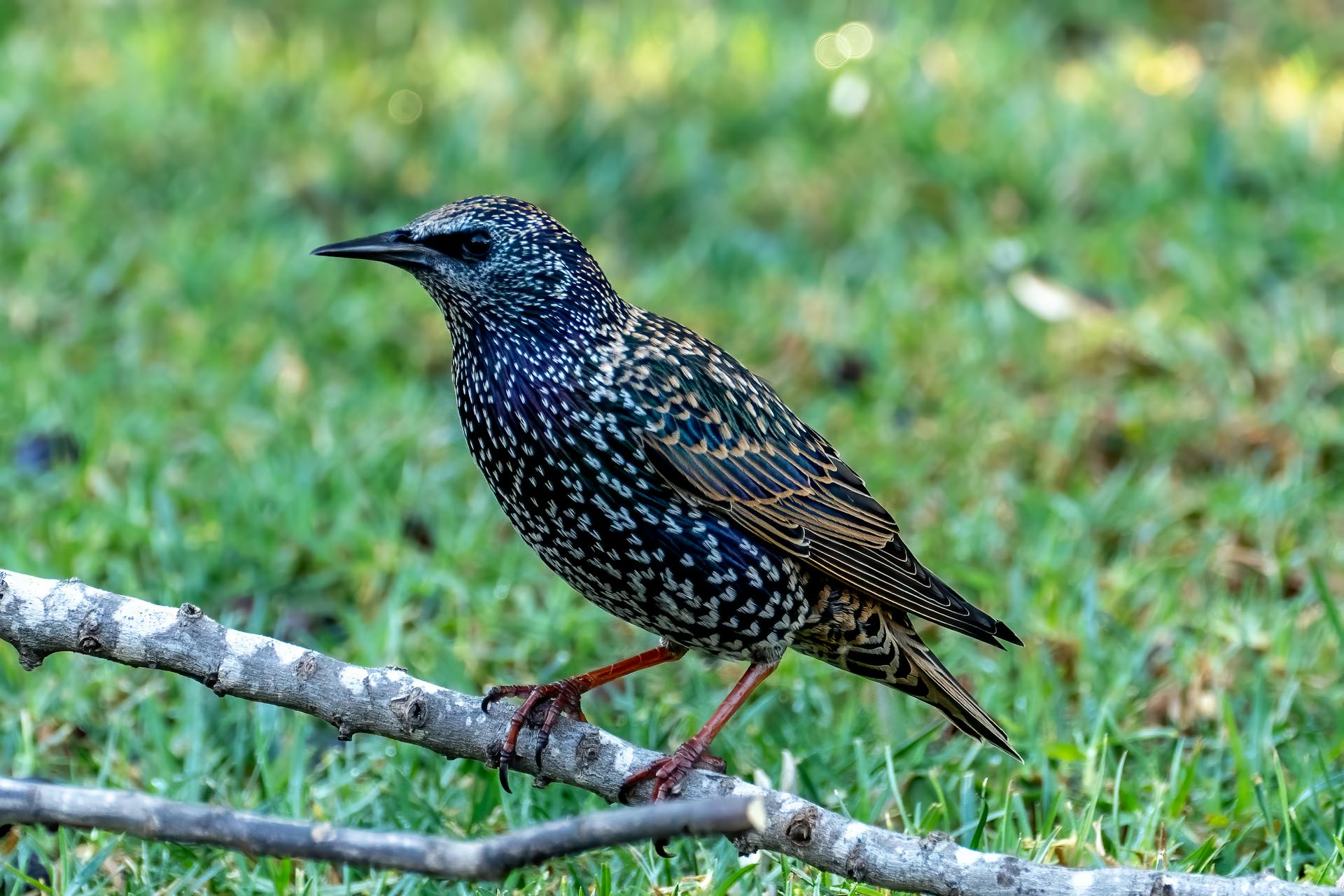 Starling on Branch