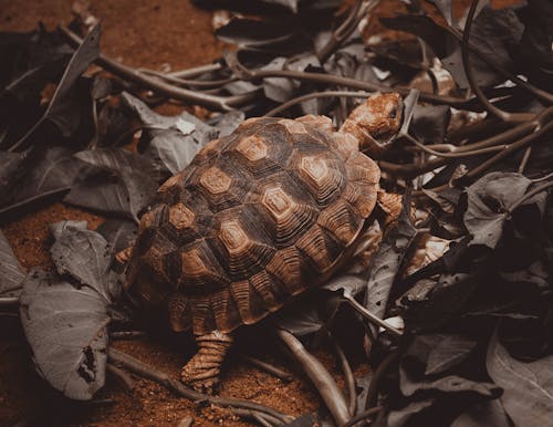 Gratis stockfoto met aarde, bescherming, dieren in het wild