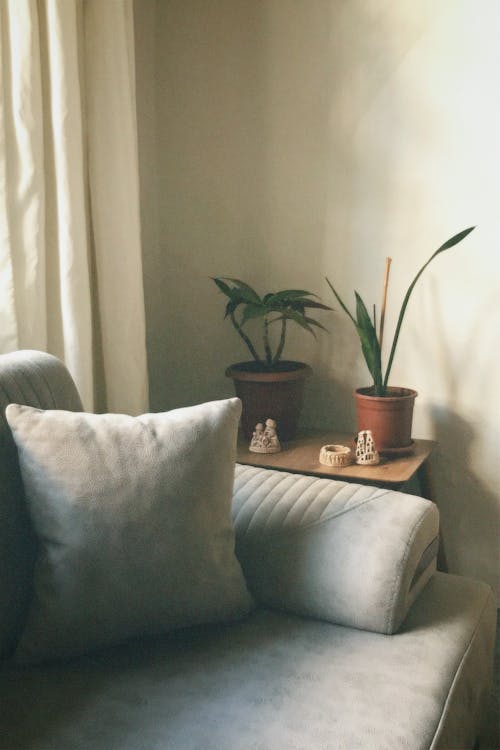 A couch with two potted plants on it