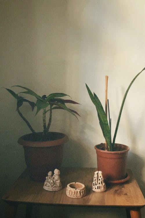 Fotobanka s bezplatnými fotkami na tému črepníkové rastliny, izbové rastliny, keramický