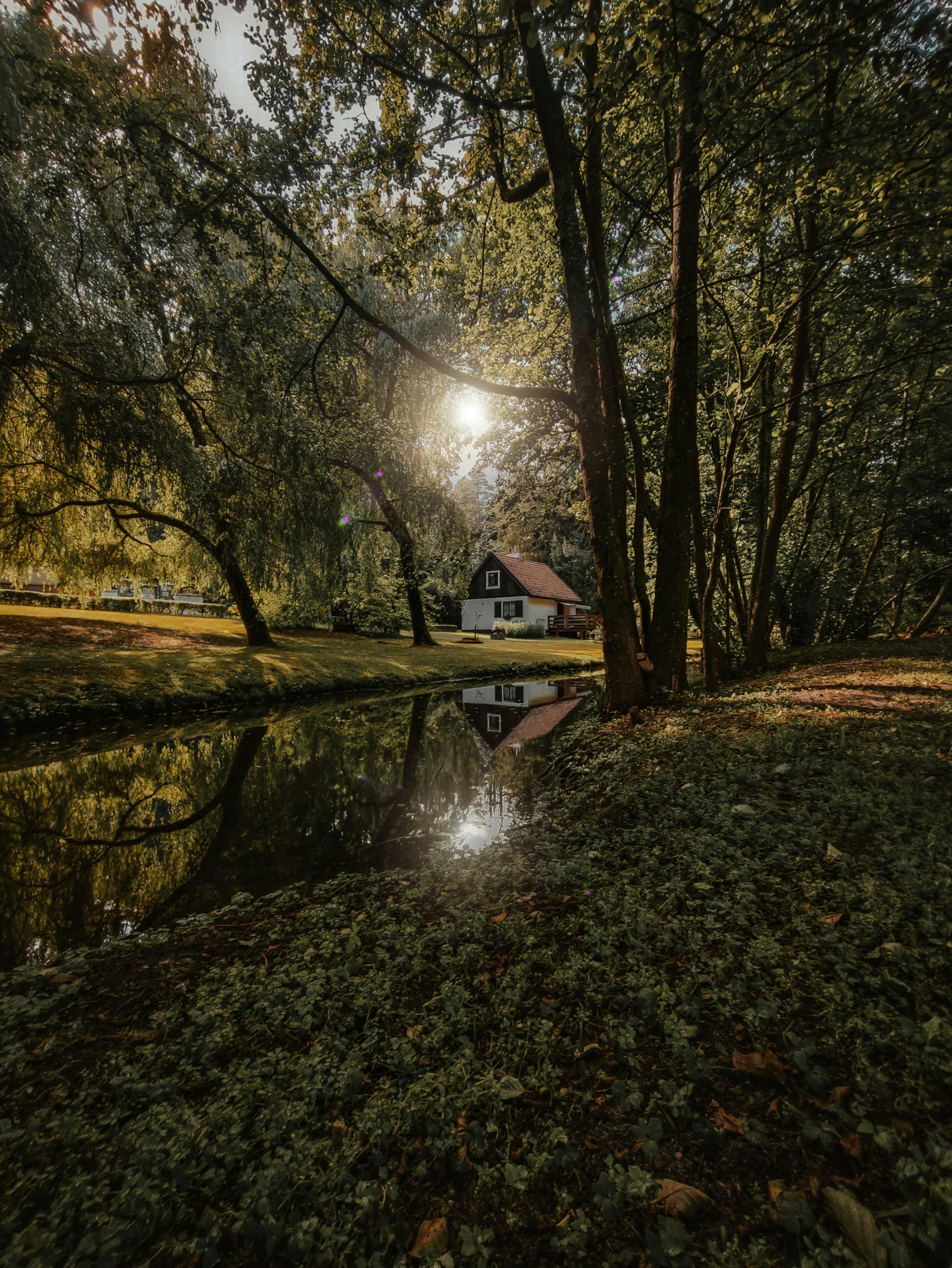 Serene cabin nestled in a lush forest by a tranquil creek under soft sunlight.