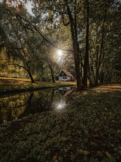 Foto stok gratis damai, hutan, kabin