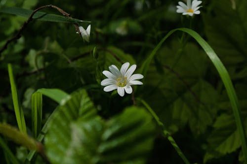 Kostnadsfri bild av blomning, delikat, fjäder