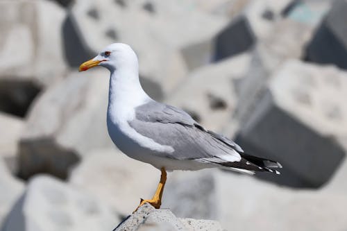 かもめ, 動物の写真, 岩の無料の写真素材