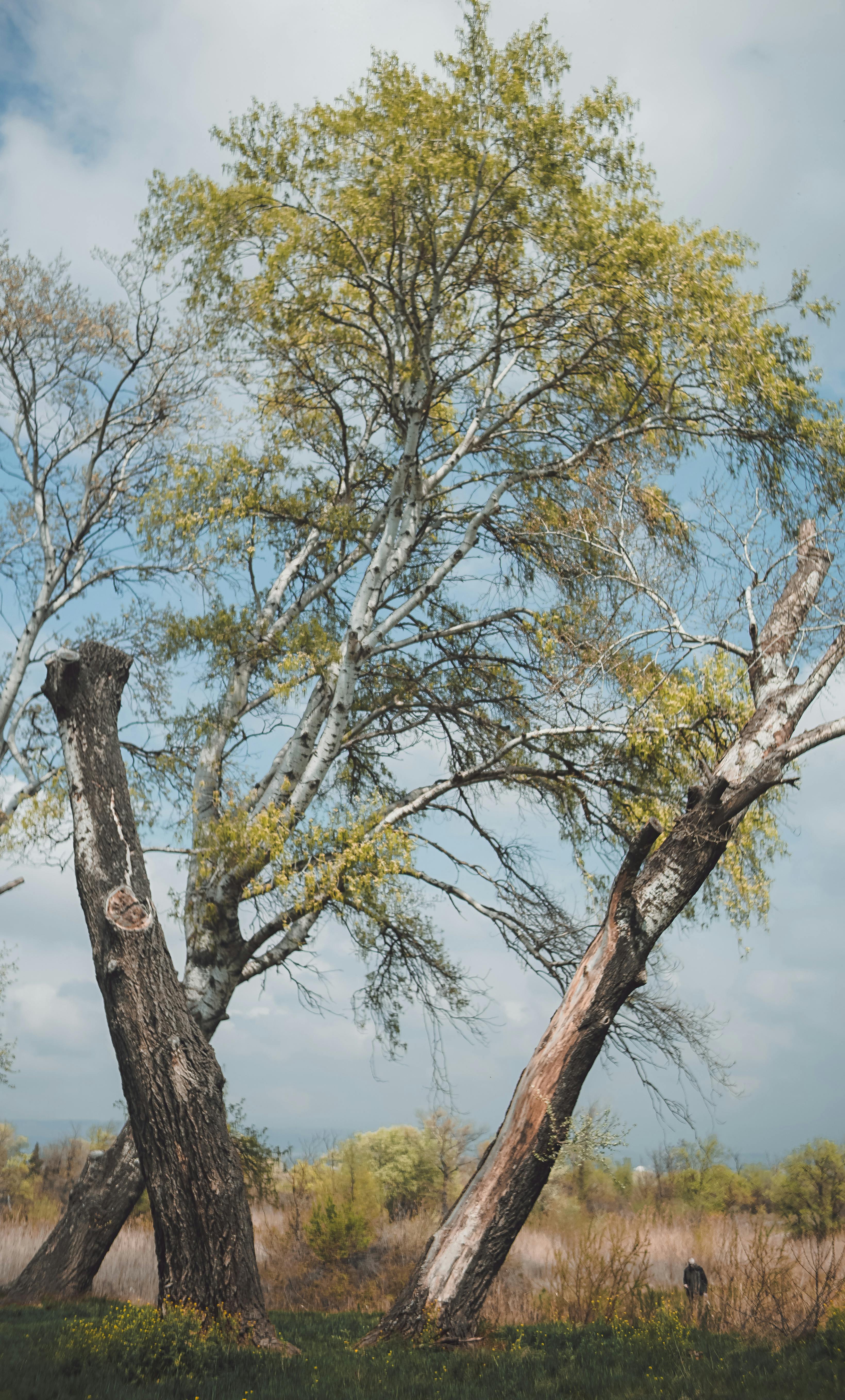 Tall birch trees under the clear blue sky in a peaceful country meadow, perfect for nature and landscape themes.