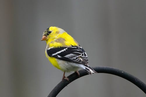 American Gold Finch