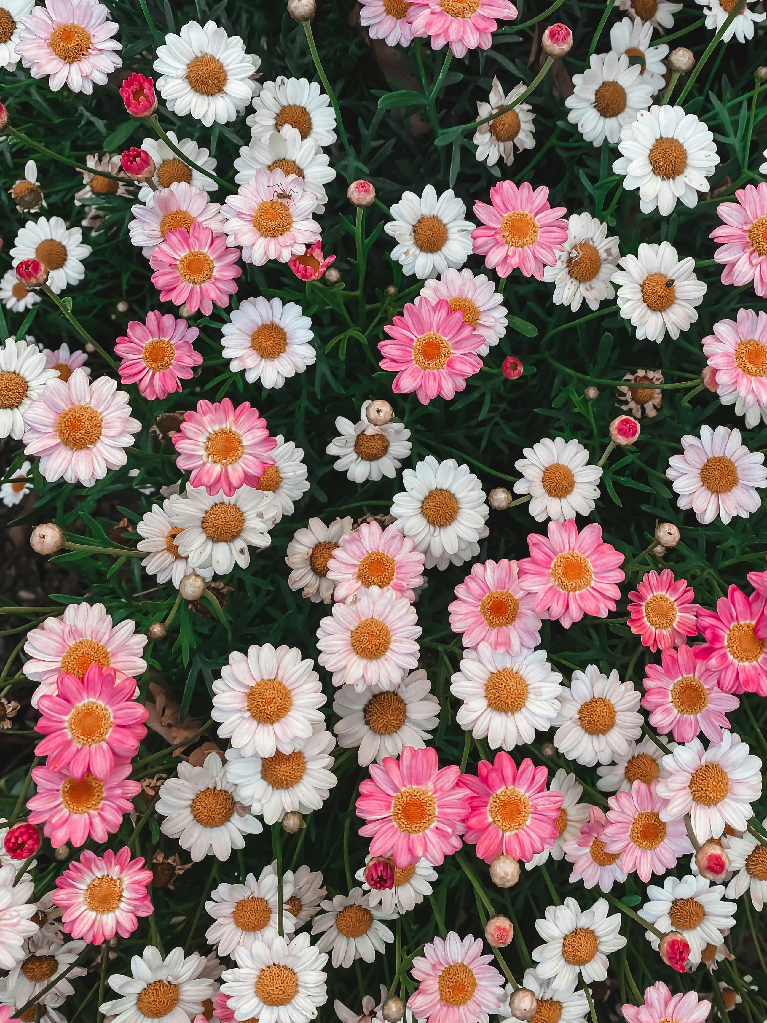 Top view of a vibrant meadow with pink and white daisies in full bloom, showcasing nature's beauty.