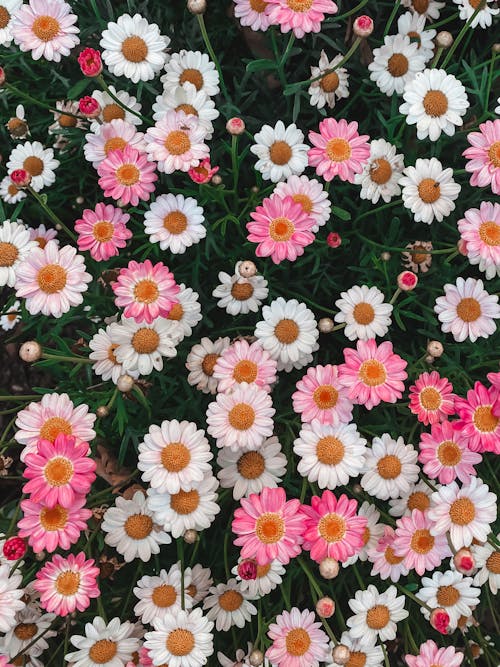 A bunch of pink and white daisies