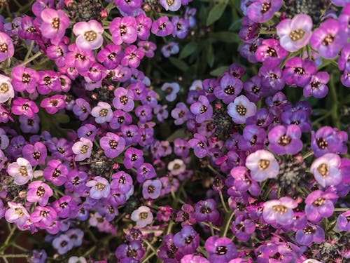 Free stock photo of flowers, purple