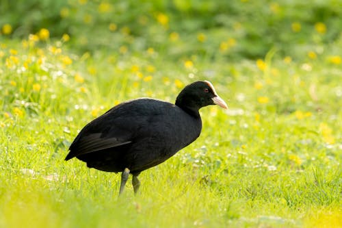 Ilmainen kuvapankkikuva tunnisteilla eläinkuvaus, eurasian coot, kävely