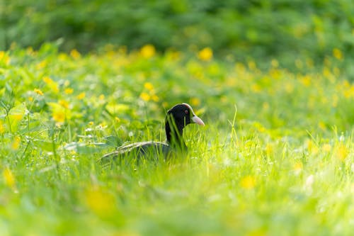 Ilmainen kuvapankkikuva tunnisteilla auringonvalo, eläin, eläinkunta