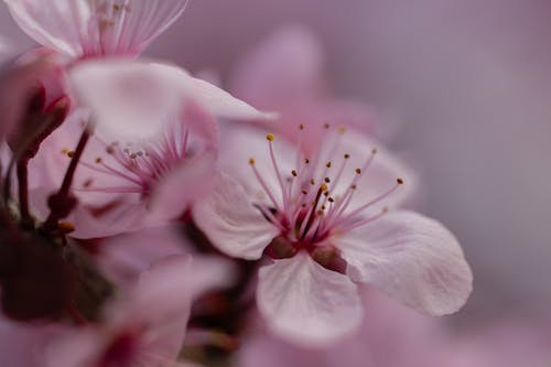 Základová fotografie zdarma na téma detail, flóra, jaro