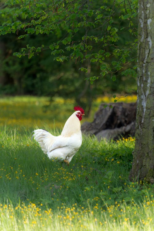 Fotobanka s bezplatnými fotkami na tému bielo perie, dedinský, farma