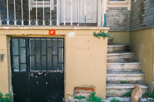 A Cat Walking near an Old Building 