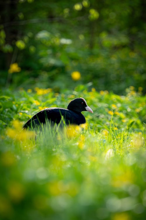 Ilmainen kuvapankkikuva tunnisteilla auringonvalo, eläin, eläinkunta