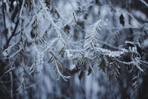 Free A detailed view of frosted branches covered in icy snow, depicting a cold winter scene. Stock Photo