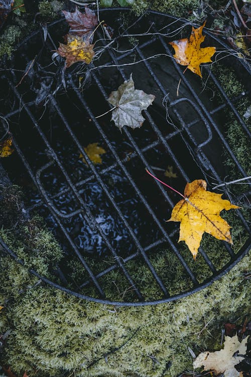 A grate with leaves and water in it