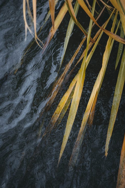 A close up of some grass and water