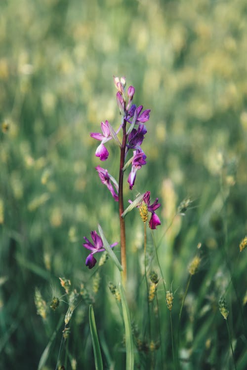 Wild orchid and grass