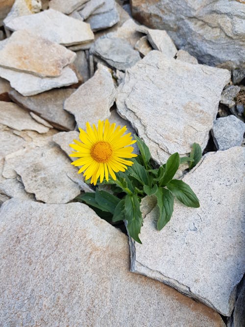 Kostenloses Stock Foto zu außerorts, blatt, blume