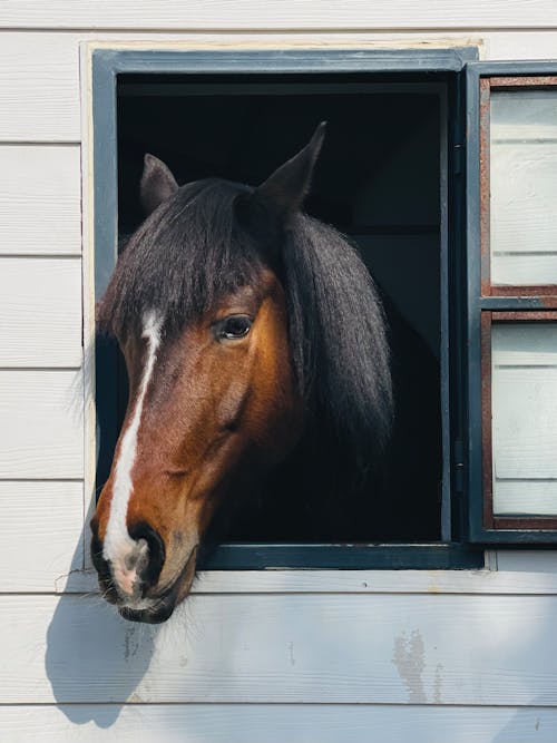 Fotos de stock gratuitas de caballo, cabeza, estable