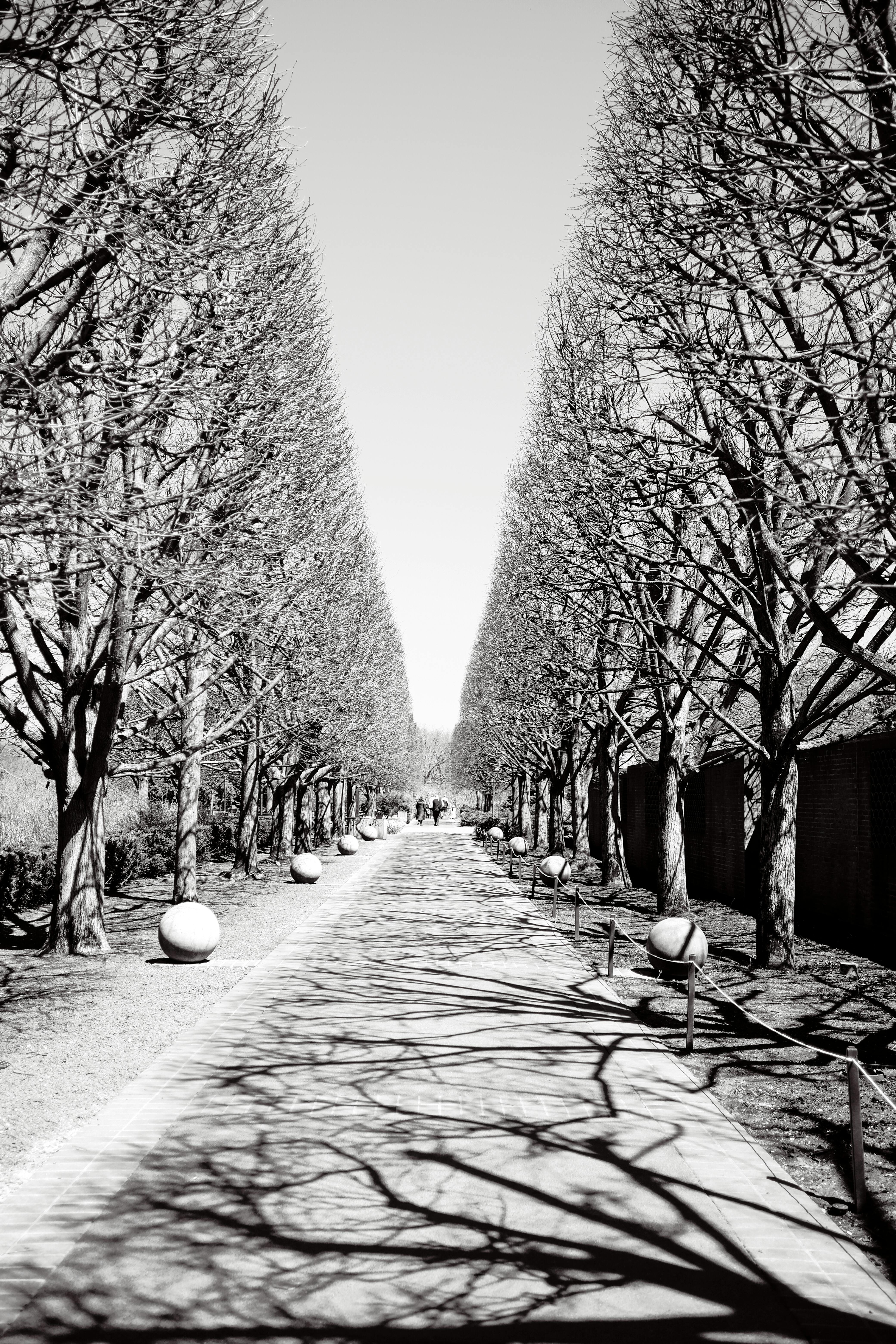 A tranquil black and white view of an urban park path lined with bare trees.
