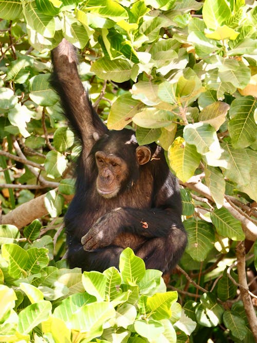 Monkey Sitting on Tree