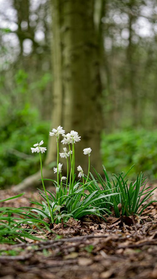 Kostenloses Stock Foto zu bäume, blumen, boden