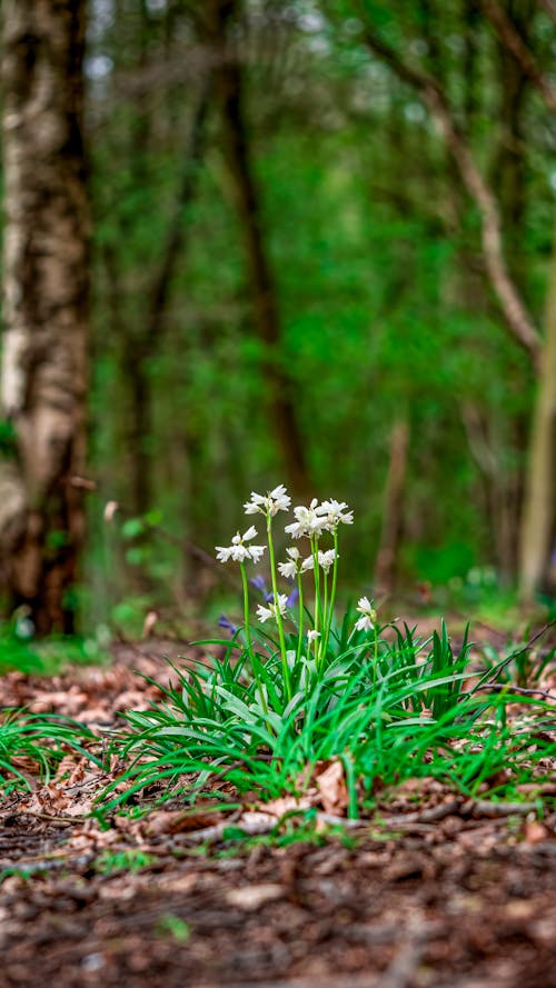 A small white flower in the woods