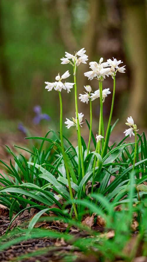 Kostenloses Stock Foto zu außerorts, blumen, boden