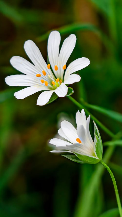 Two white flowers with yellow centers are in the grass