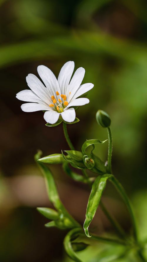 A single white flower is shown in the middle of a green background