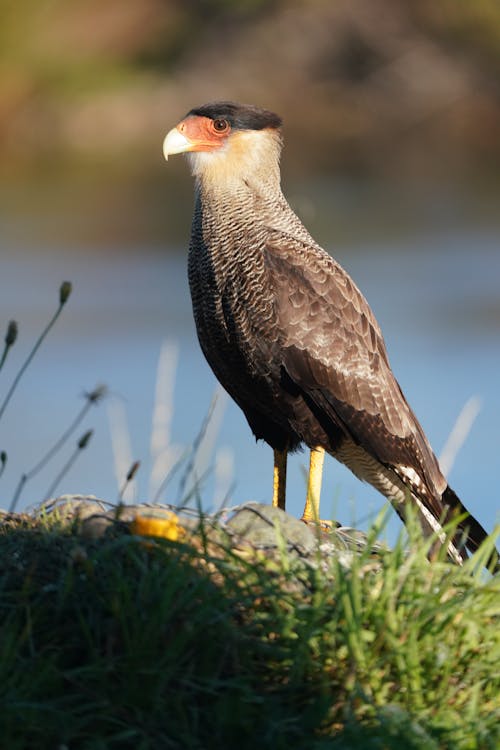 A bird with a black beak and red feet standing on a rock